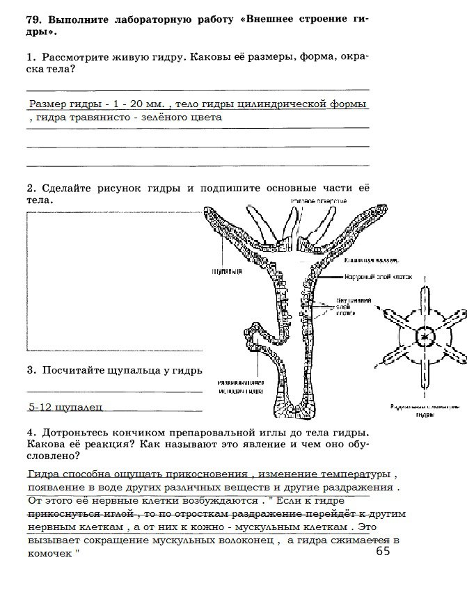 Кракен лого маркетплейс